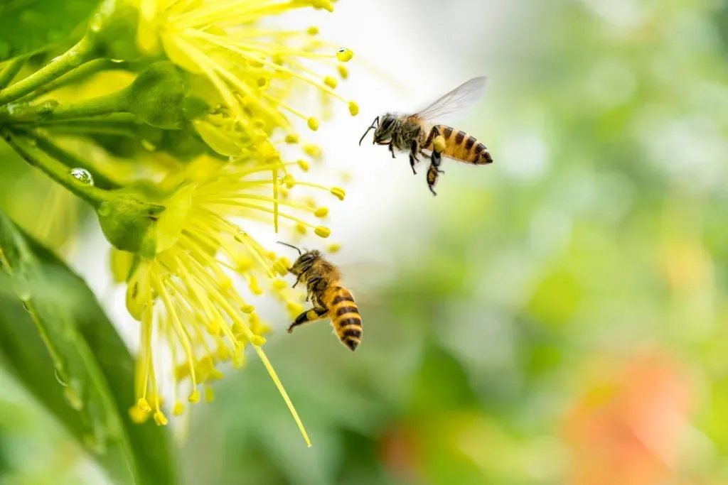 Two honeybees hovering at a spiky yellow flower against a soft green background
