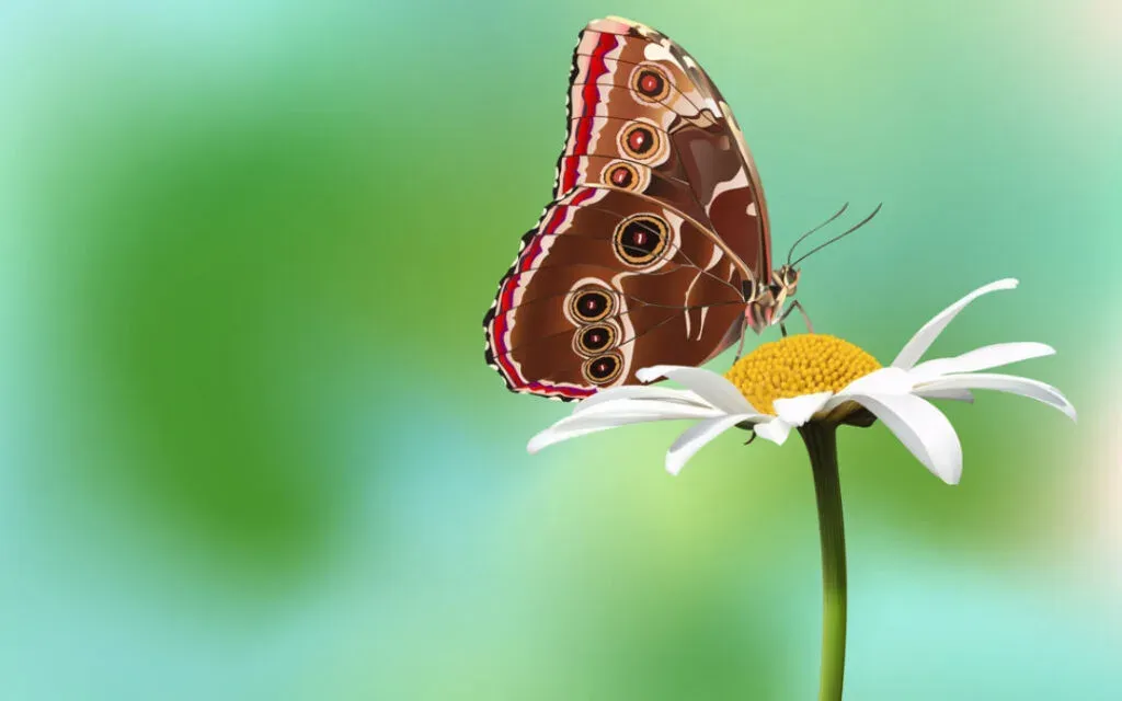 Brown butterfly with eye-spot markings resting on a white daisy against a soft green background