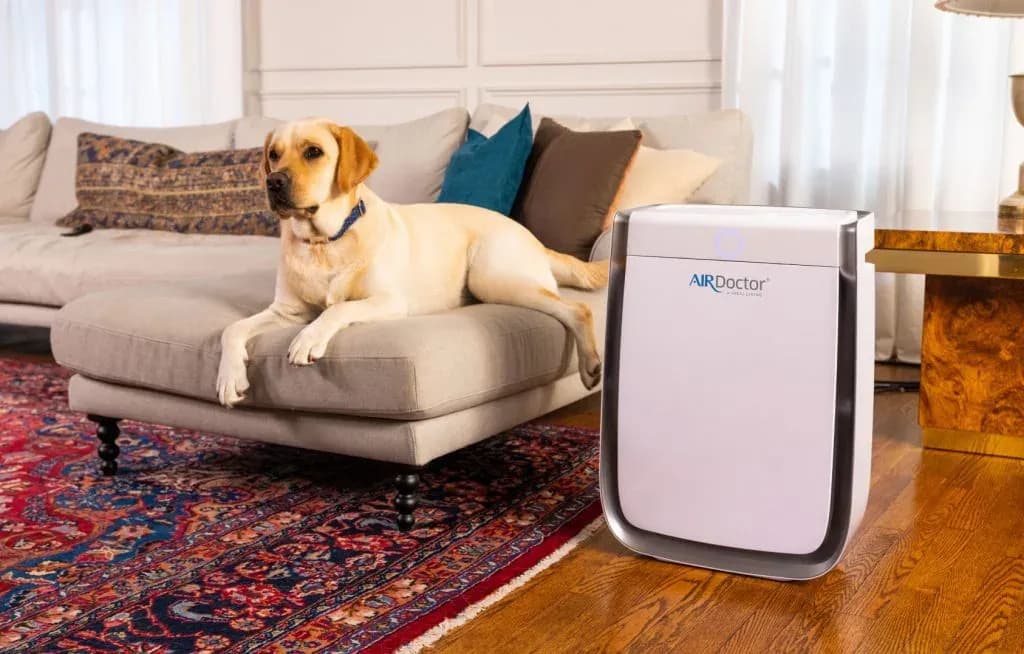 Yellow Labrador resting on a sofa beside a white AirDoctor air purifier in a living room
