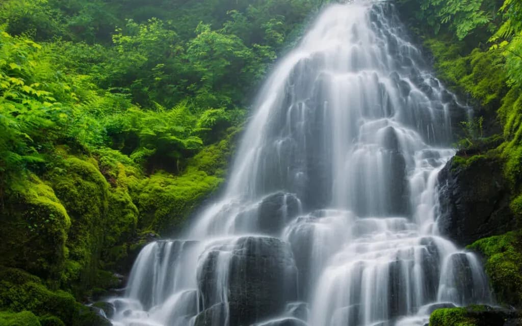 Waterfall cascading over dark rocks surrounded by lush green ferns and moss