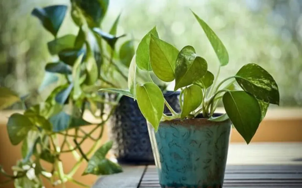 Potted money plant with trailing green leaves on a table by a sunlit window