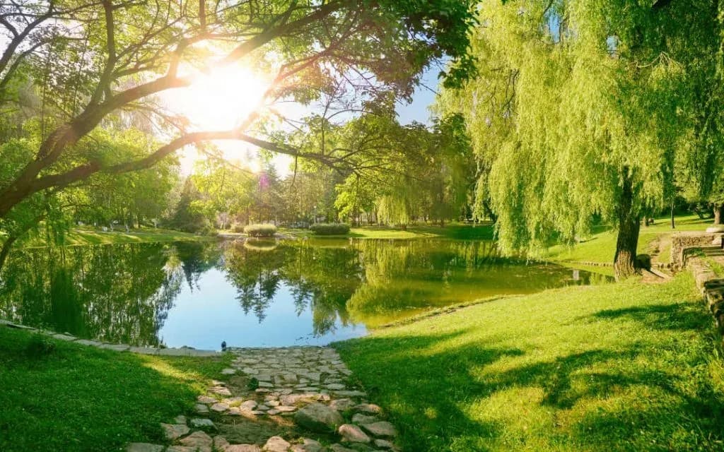 Sunlit green park with a still pond, willow trees and a stone path in the foreground