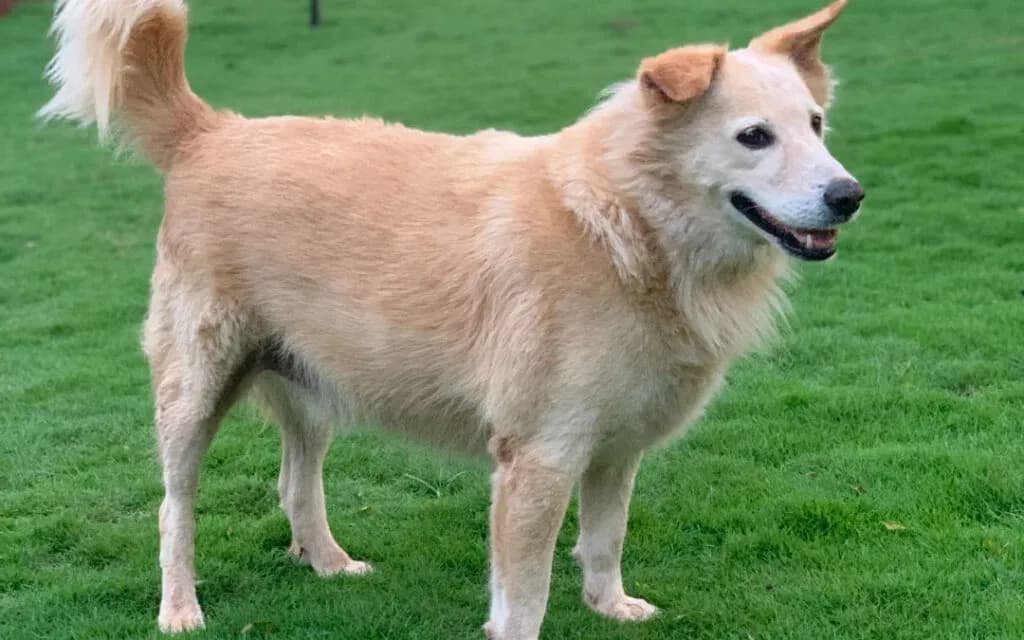 Cream-coloured dog standing on green grass with tail raised and mouth open