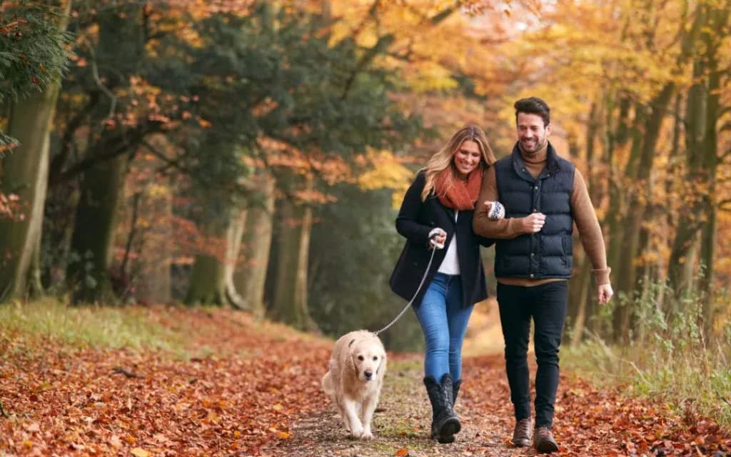Smiling couple walking a golden dog along a leaf-strewn path through autumn woods