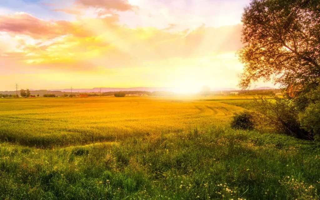 Sun rising over a green meadow and golden field with a tree to one side