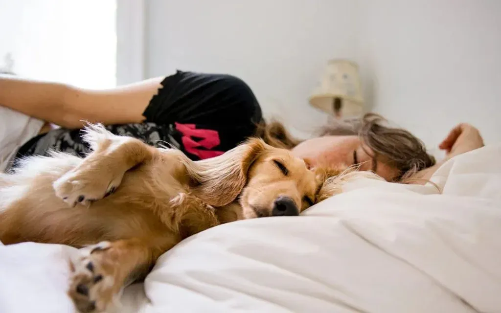 Long-haired dog and a person asleep together on a white bed, both resting peacefully