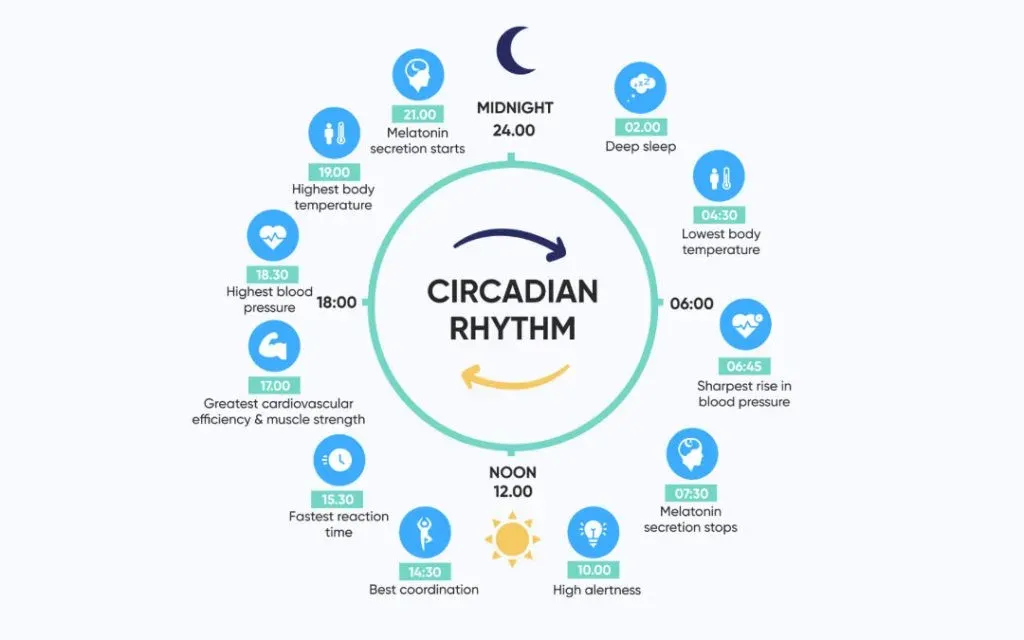 Circular circadian rhythm diagram mapping body changes to the hours of a 24 hour clock