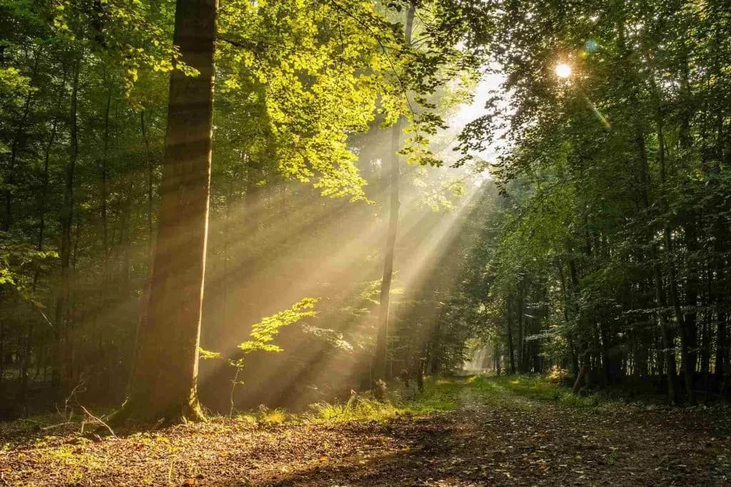 Early morning sunlight streaming through green trees onto a woodland path