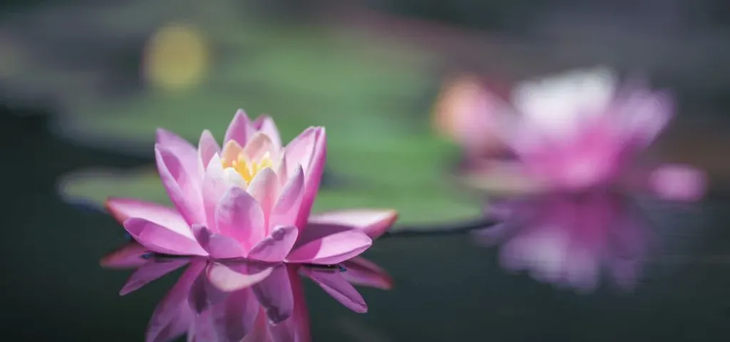 Pink water lily floating on a dark pond with its reflection and a blurred second bloom
