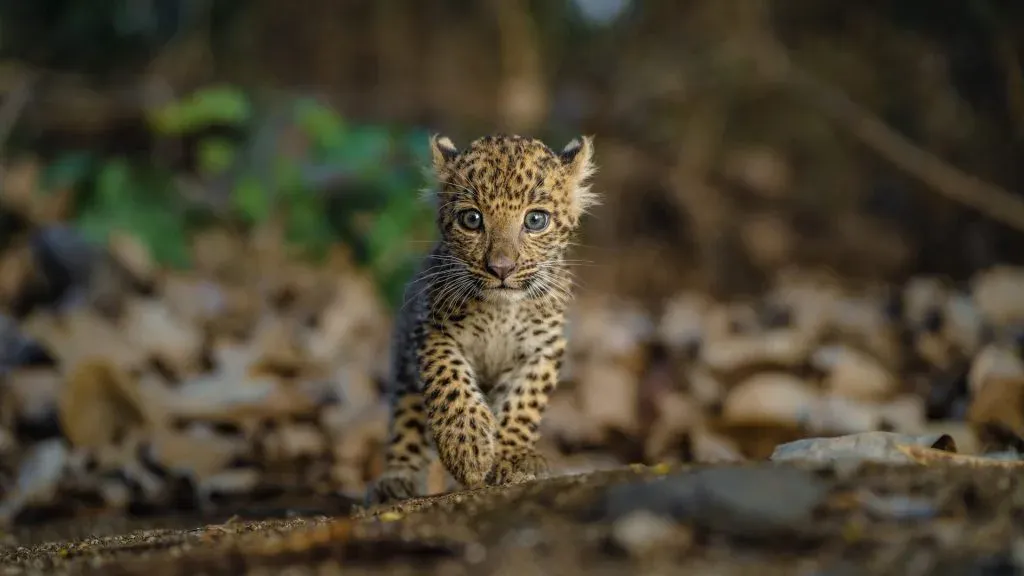 A young leopard cub walking towards the camera across leaf-strewn forest ground