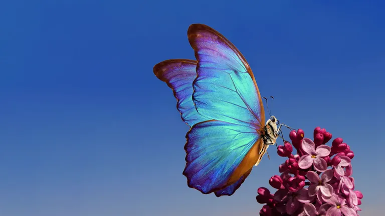 A blue morpho butterfly resting on pink lilac blossom against a clear sky
