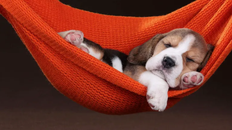 A beagle puppy fast asleep in an orange knitted hammock