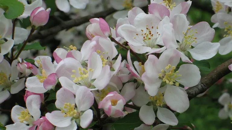 Pink and white crab apple blossom in close-up