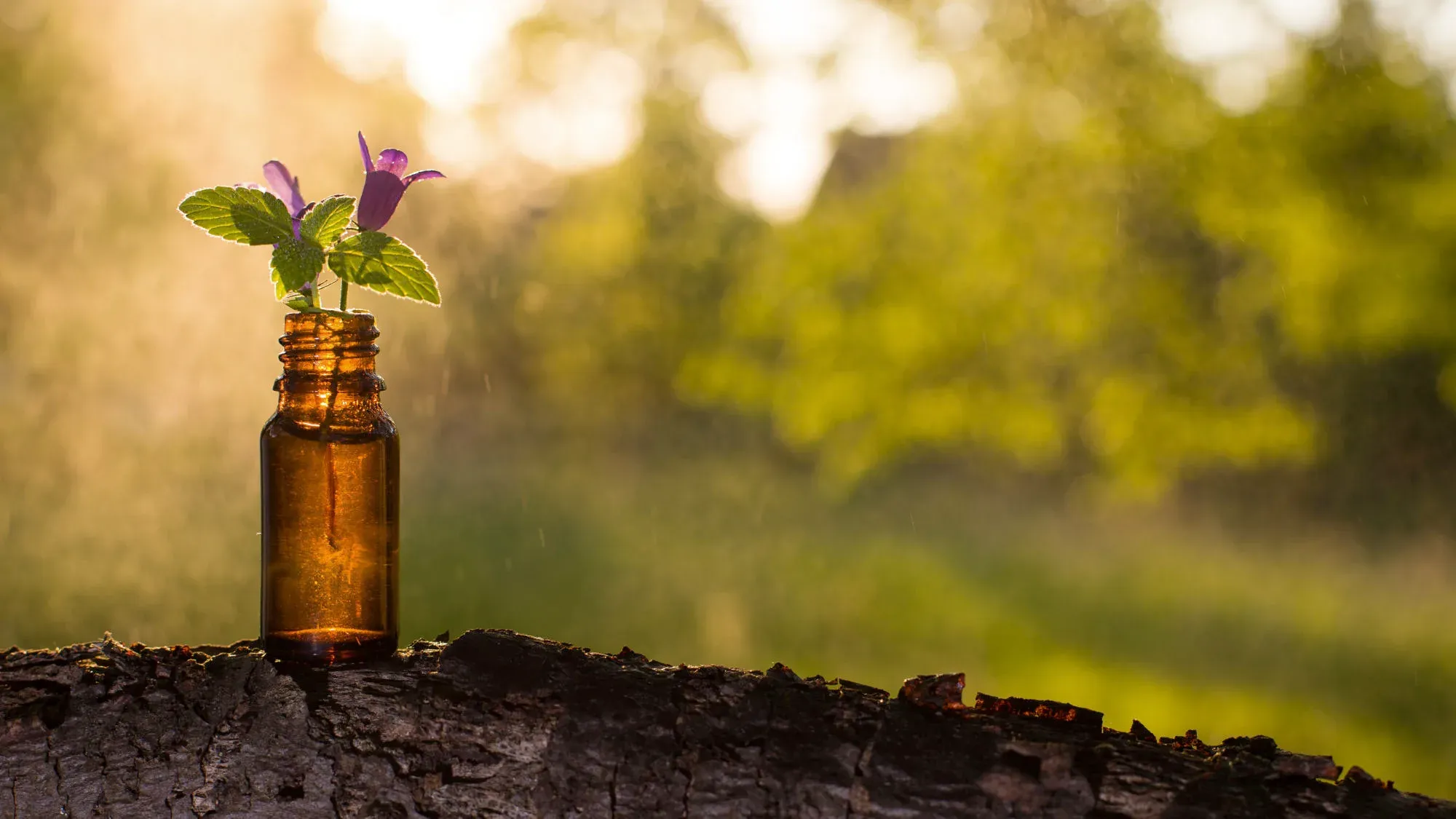 A small amber remedy bottle on a log at sunset, with a sprig of flowering mint in it