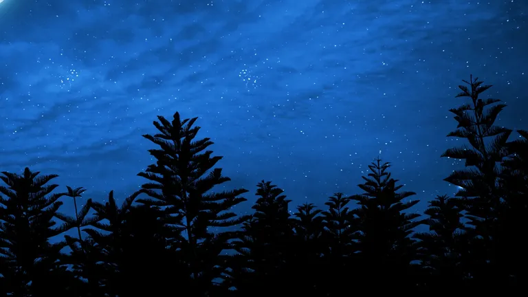 Pine trees silhouetted against a deep blue night sky full of stars