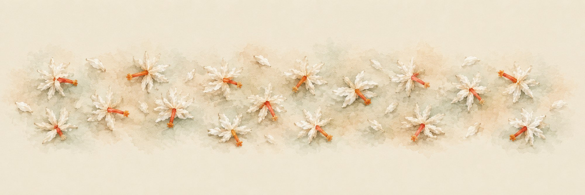 Fallen night jasmine flowers
