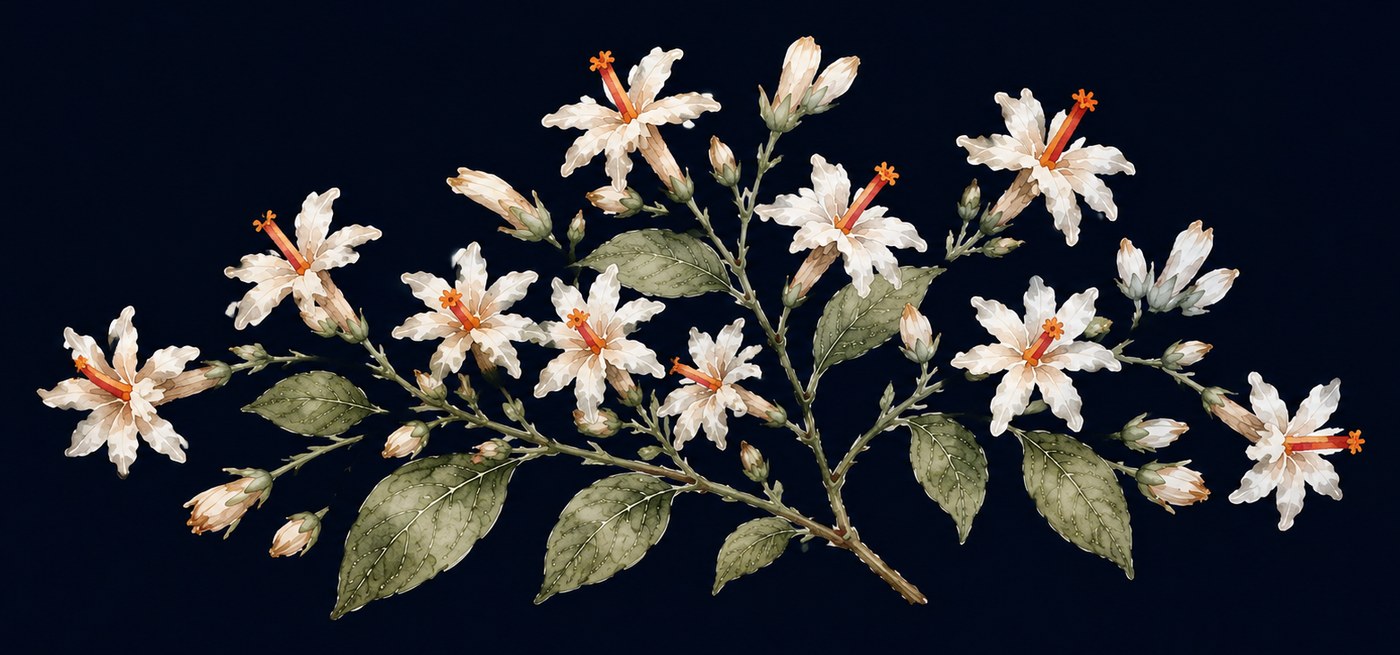 Night jasmine in bloom